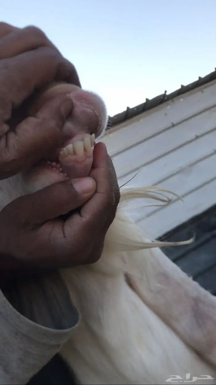 للبيع تيس فحل شرط قريع حار 0