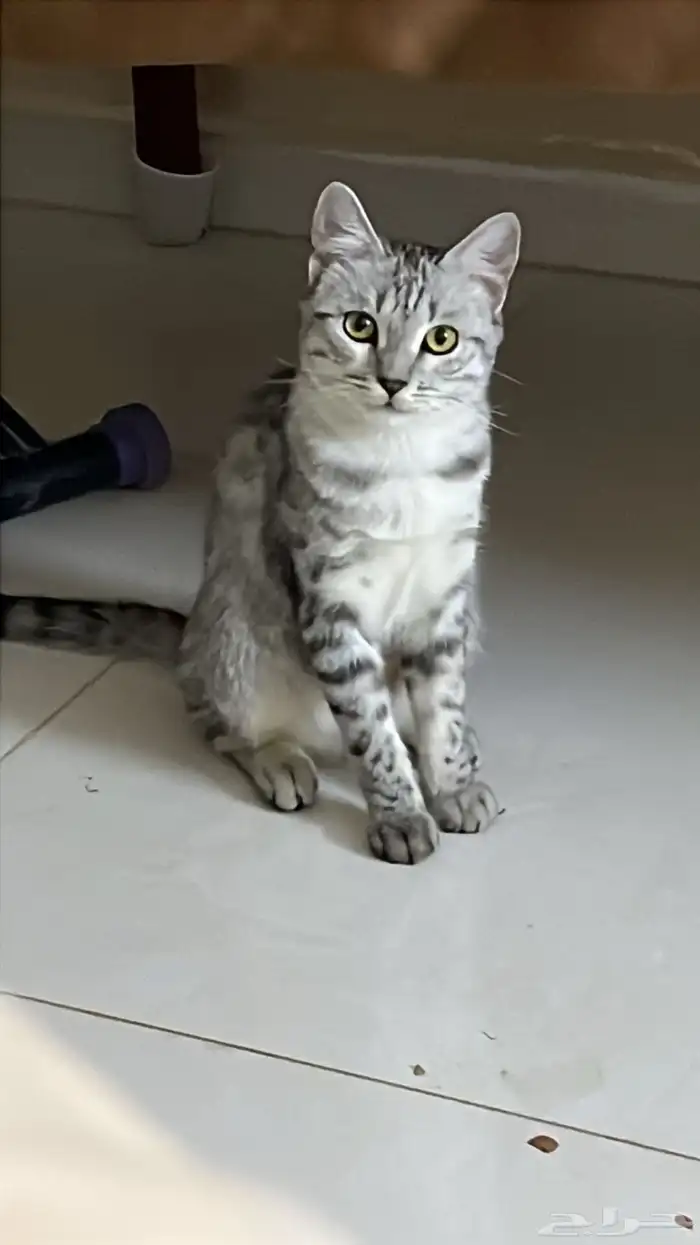 قطه طالبه تزاوج 0