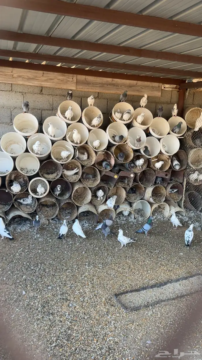 دجاج فيومي وحمام فرنسي وبلدي 8