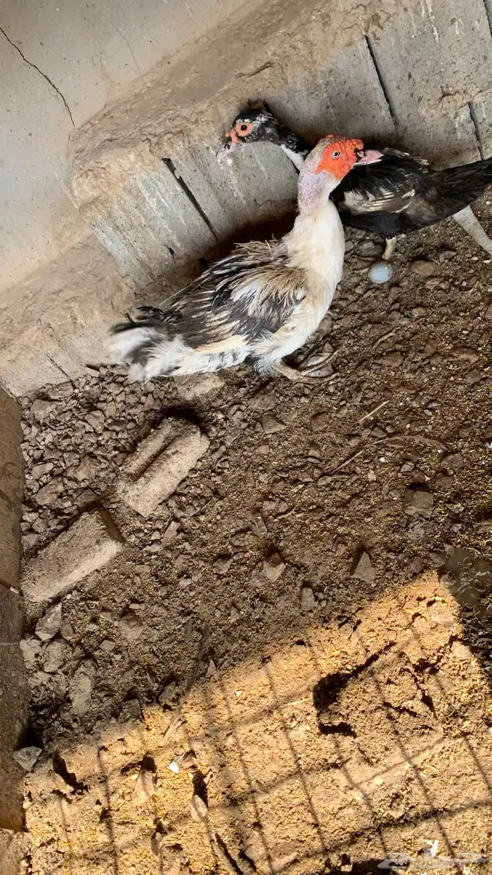 بط مصري منتج 1