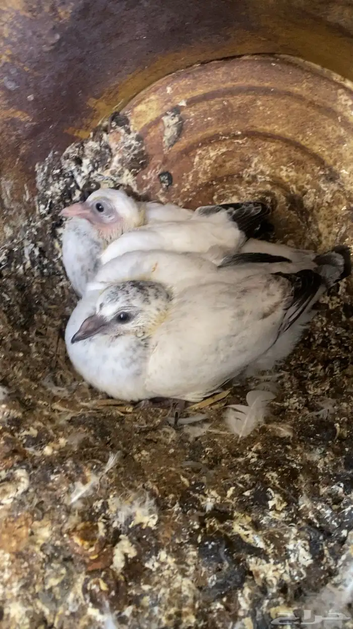 فراخة( حية)فرنسي زاجل وهندي ونجد العدد10 جواز 20 جوز 30 جوز 13