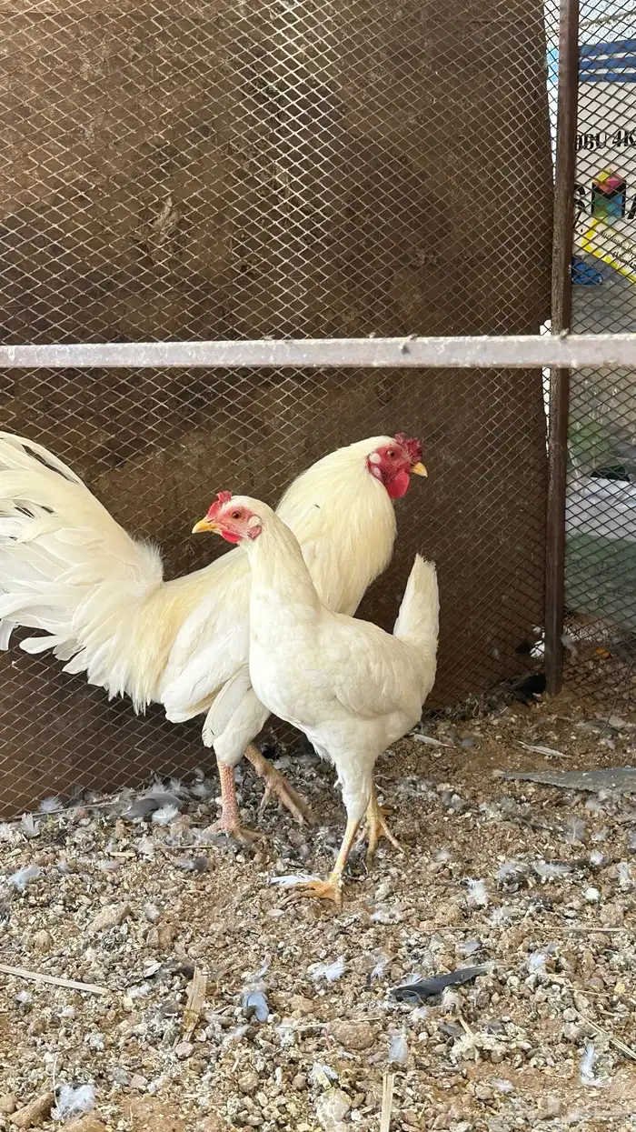 دجاج ابيض صك 5