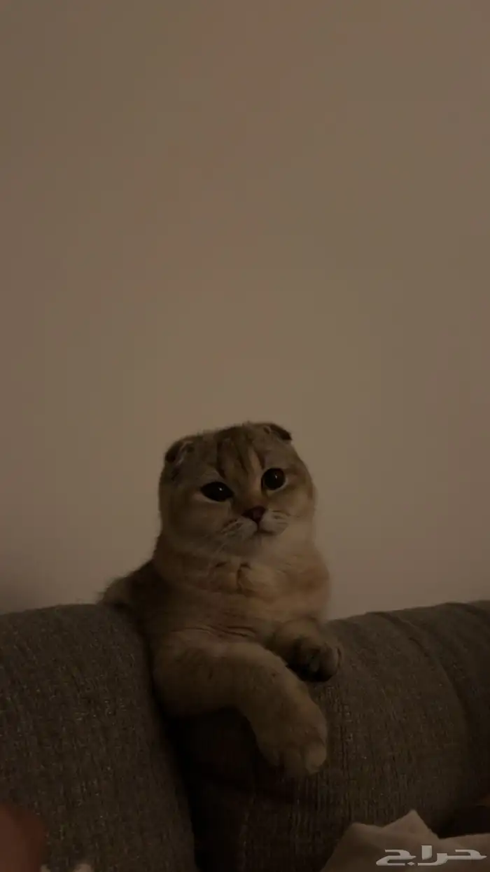 قطط سكوتش فولد للبيع 5