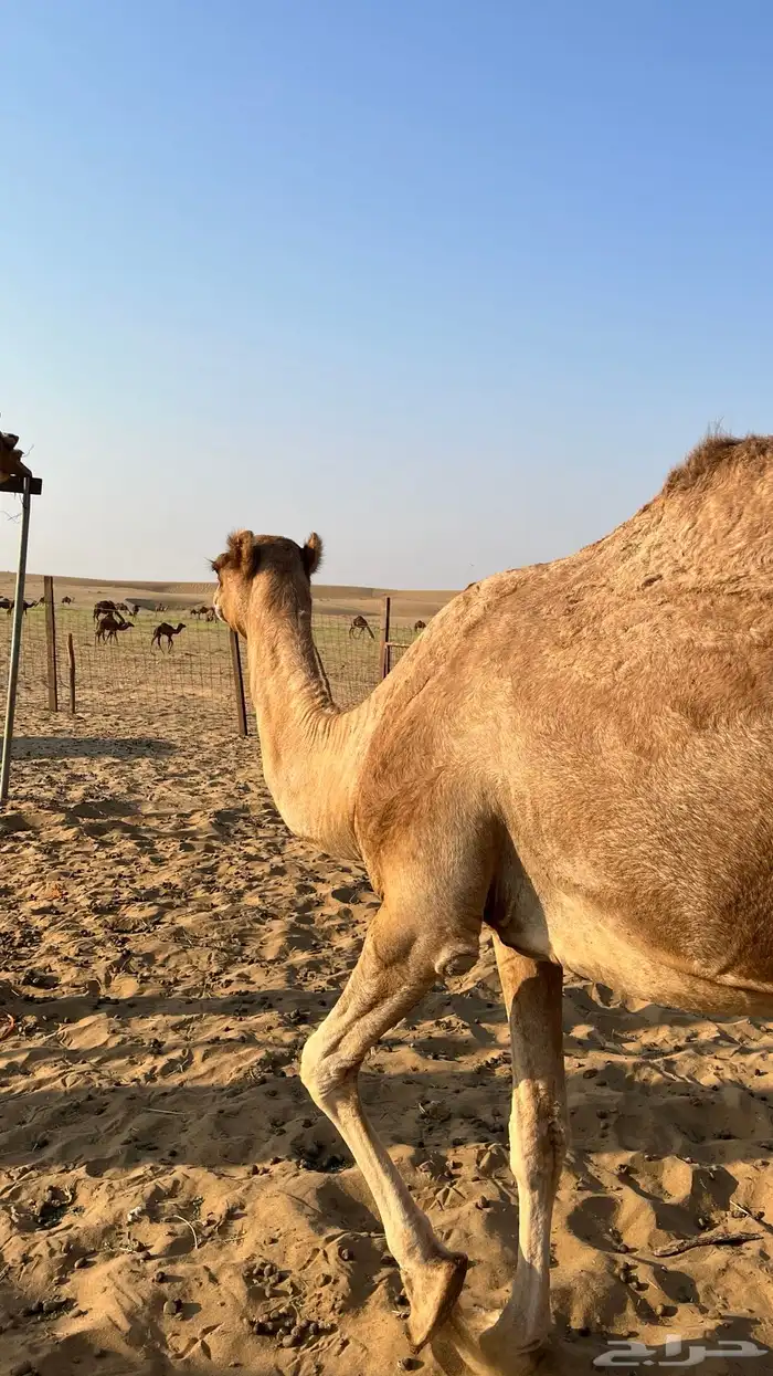 ناقة ساحليه كفو 3