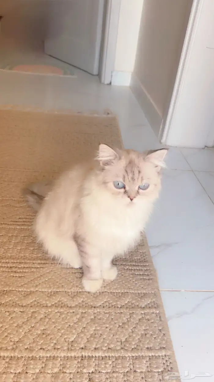 قطه شيرازي 2