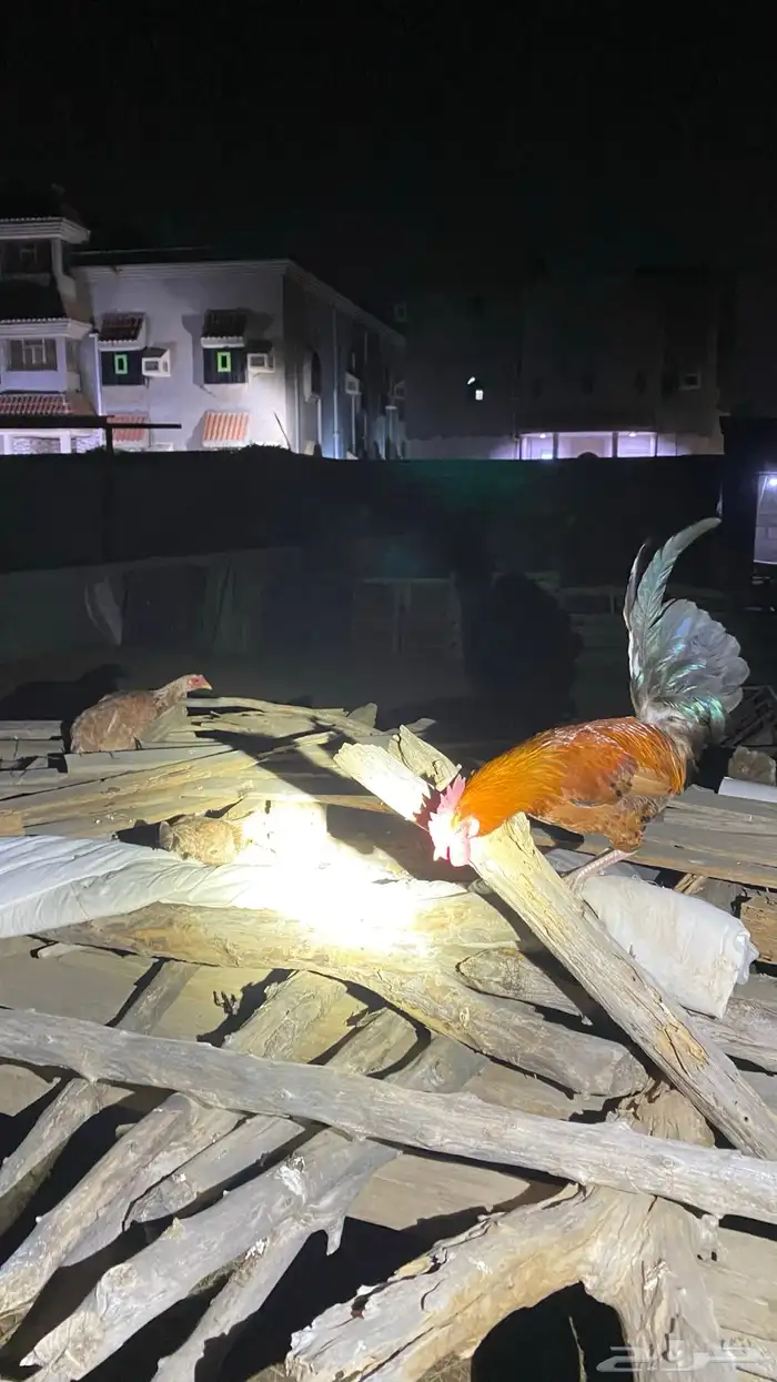 ديك بلدي شرط 0