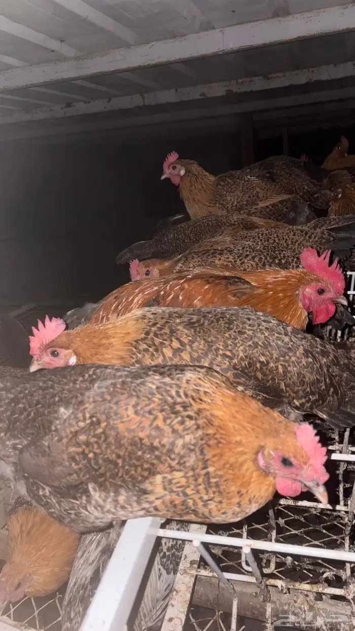 بيض دجاج فيومي 0