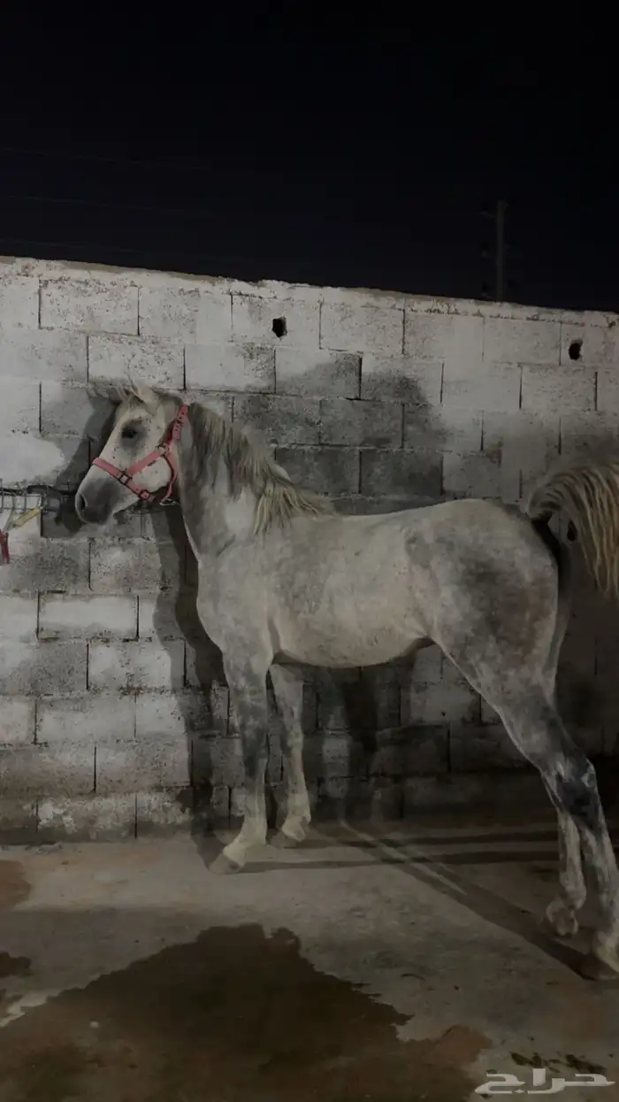 حصان جزيري شعبي 3