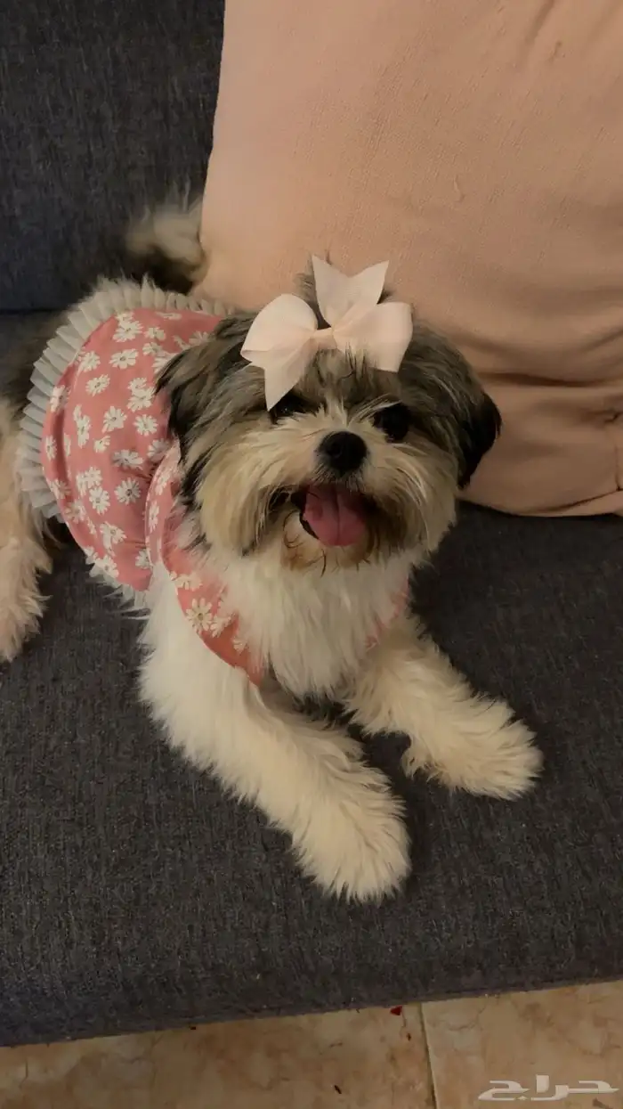 كلاب للتبني 2