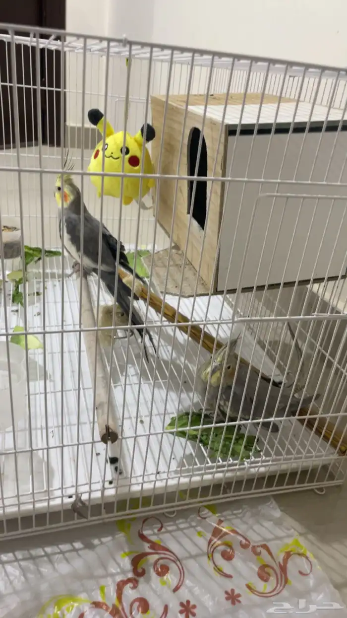 طيور زوج كروان 4