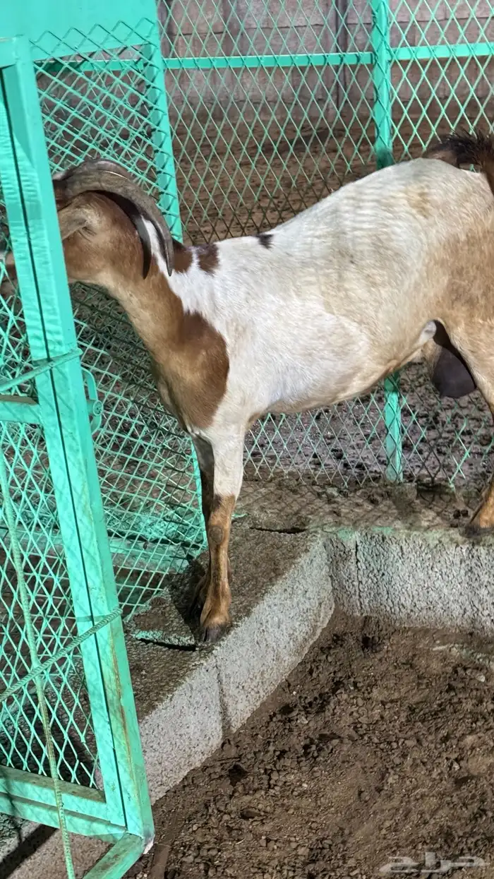 بسم الله ماشاءالله اعرض لكم شاه صحتها ماشاءالله حليب. 6