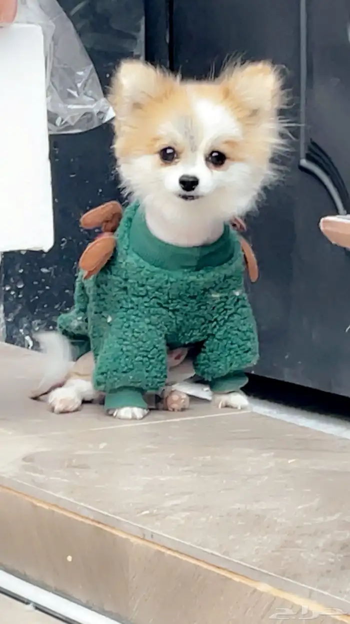 كلب بومارينيان لتبني 0