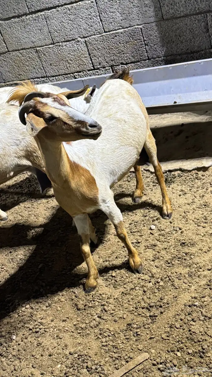 بسم الله ماشاءالله اعرض لكم شاه صحتها ماشاءالله حليب. 4