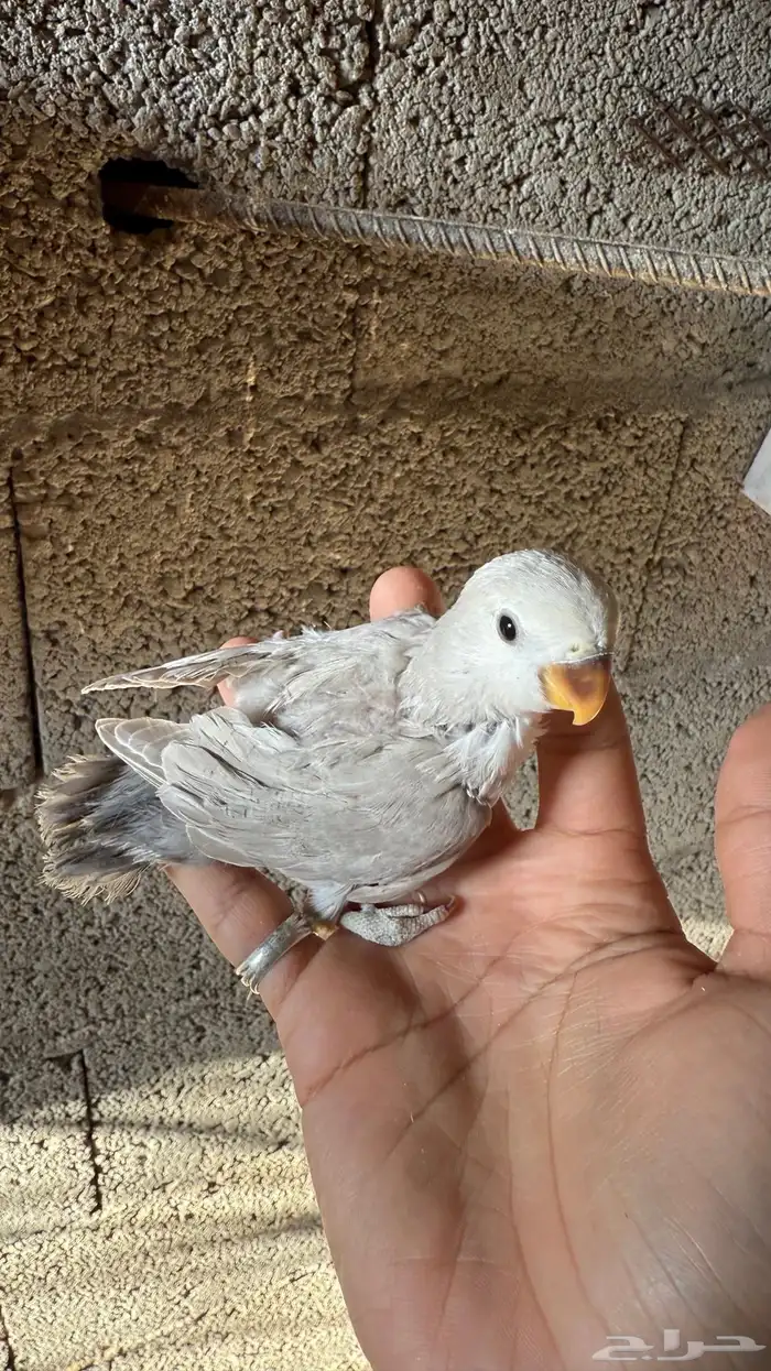 للبيع فروخ روز 2