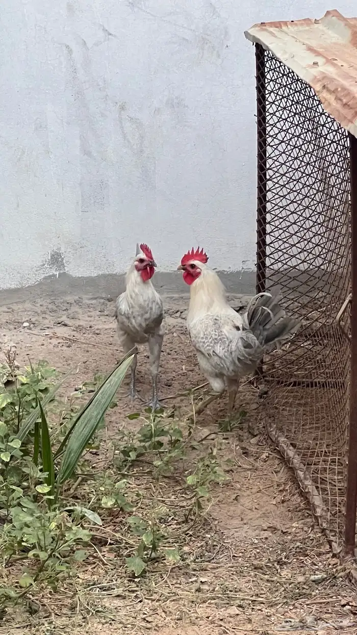 ادياك ذكور للبيع 0