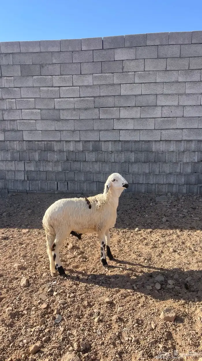 سواكني ابيض 0