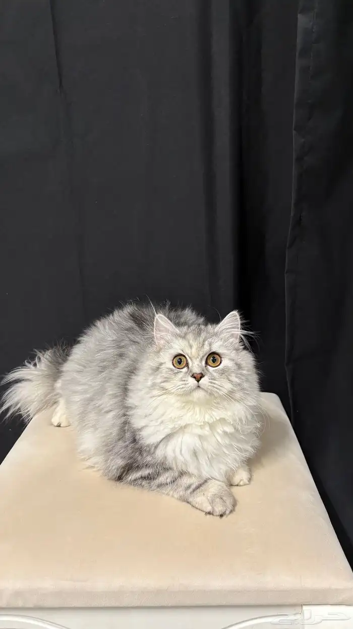 قطه للبيع الزلفي 0