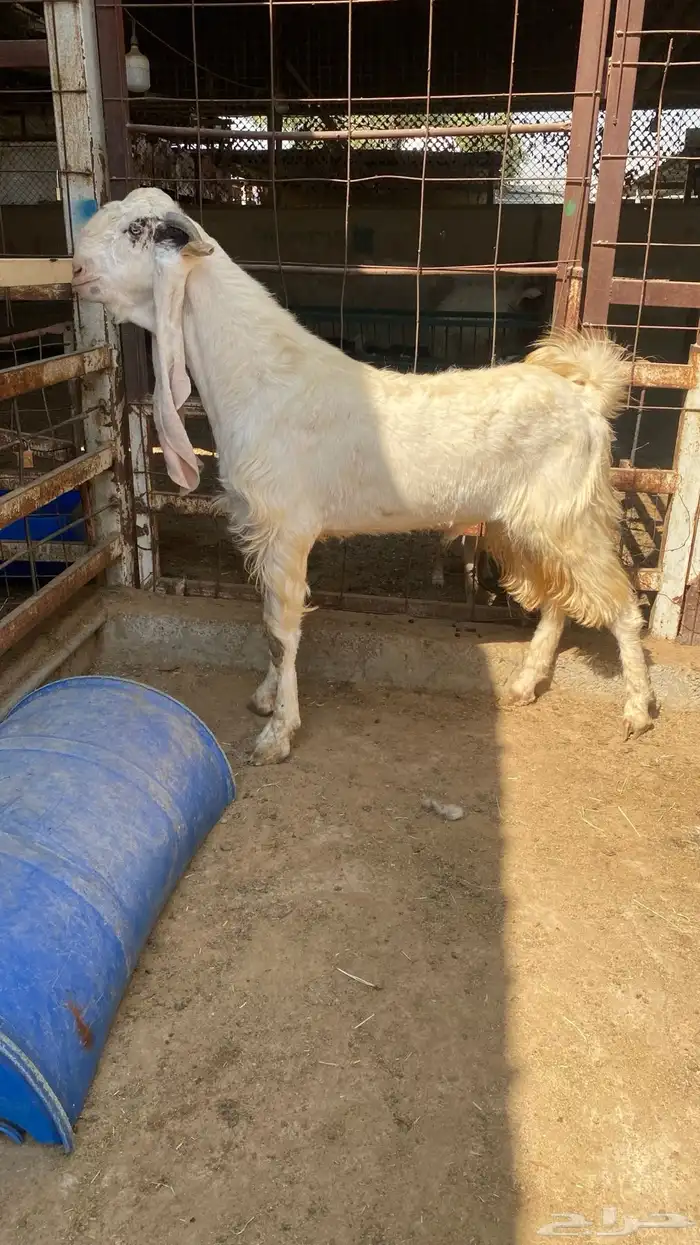 تيس مشروك طيب 0