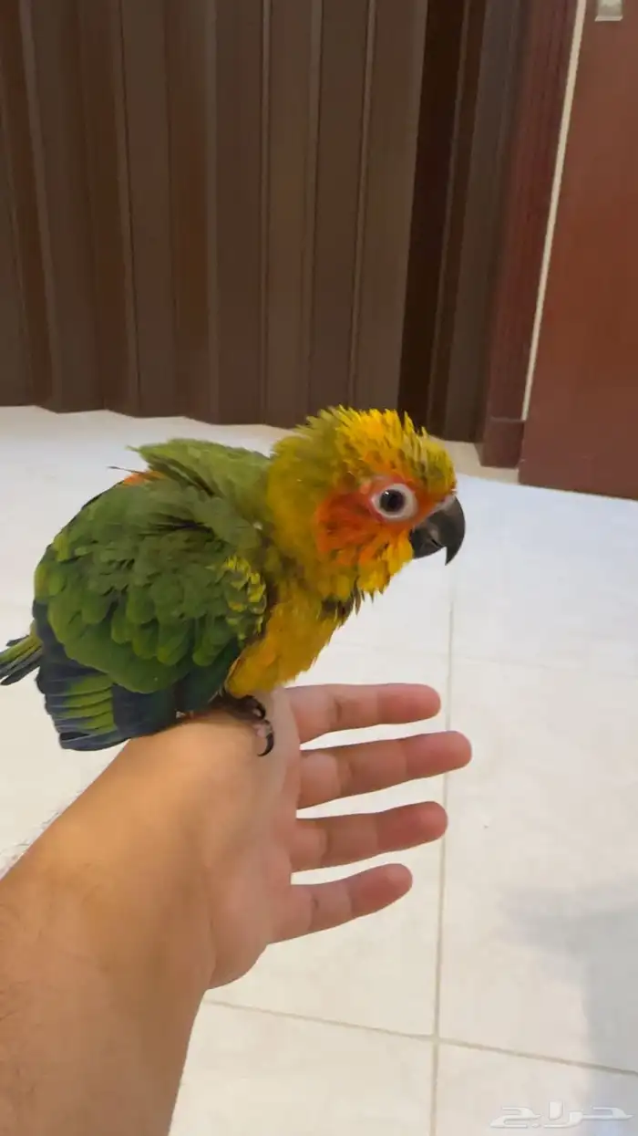 فرخ صن كنيور حجم حلو 5