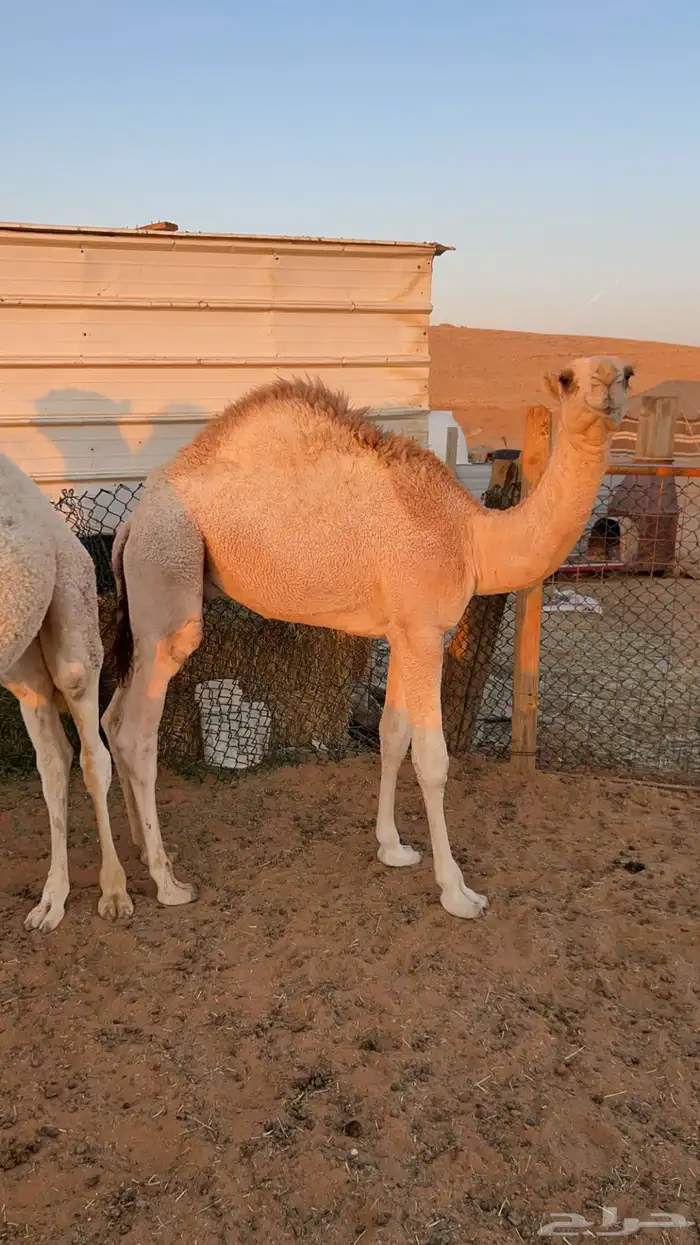 للبيع قعدان العدد 3 طيبات فل شحم ونضاف 0