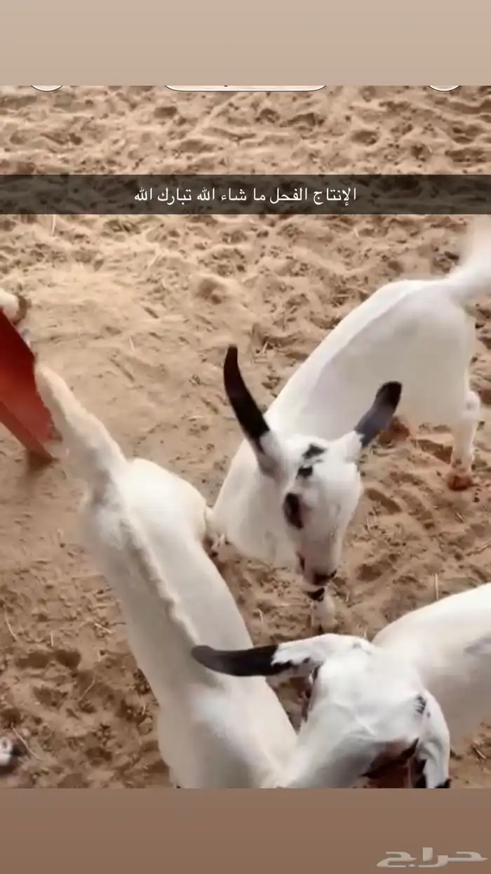 تيس بيشي فاخر مد إنتاج فاخر ما شاء الله تبارك الله 2