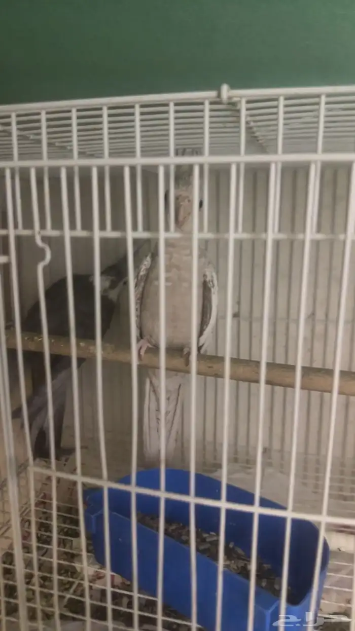 زوج كروان هولندي 5