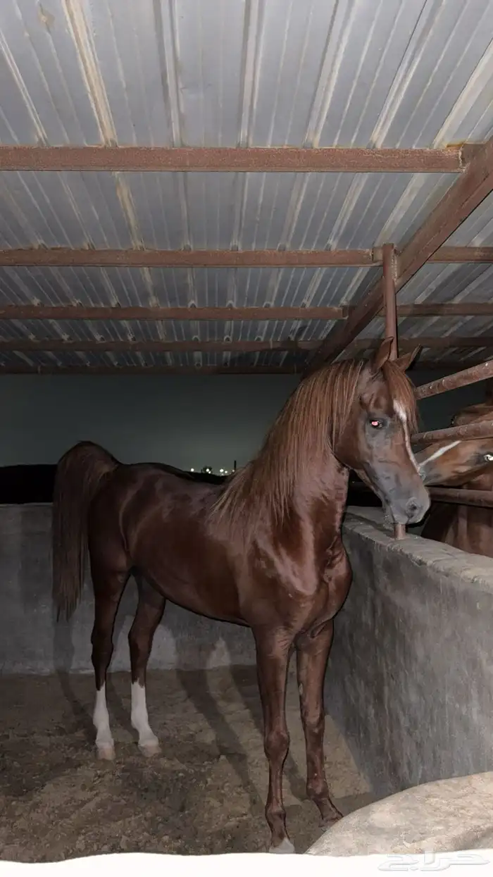 حصان واهو شيخ 2