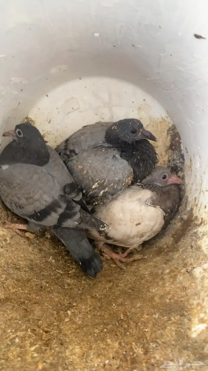 فراخة( حية)فرنسي زاجل وهندي ونجد العدد10 جواز 20 جوز 30 جوز 11