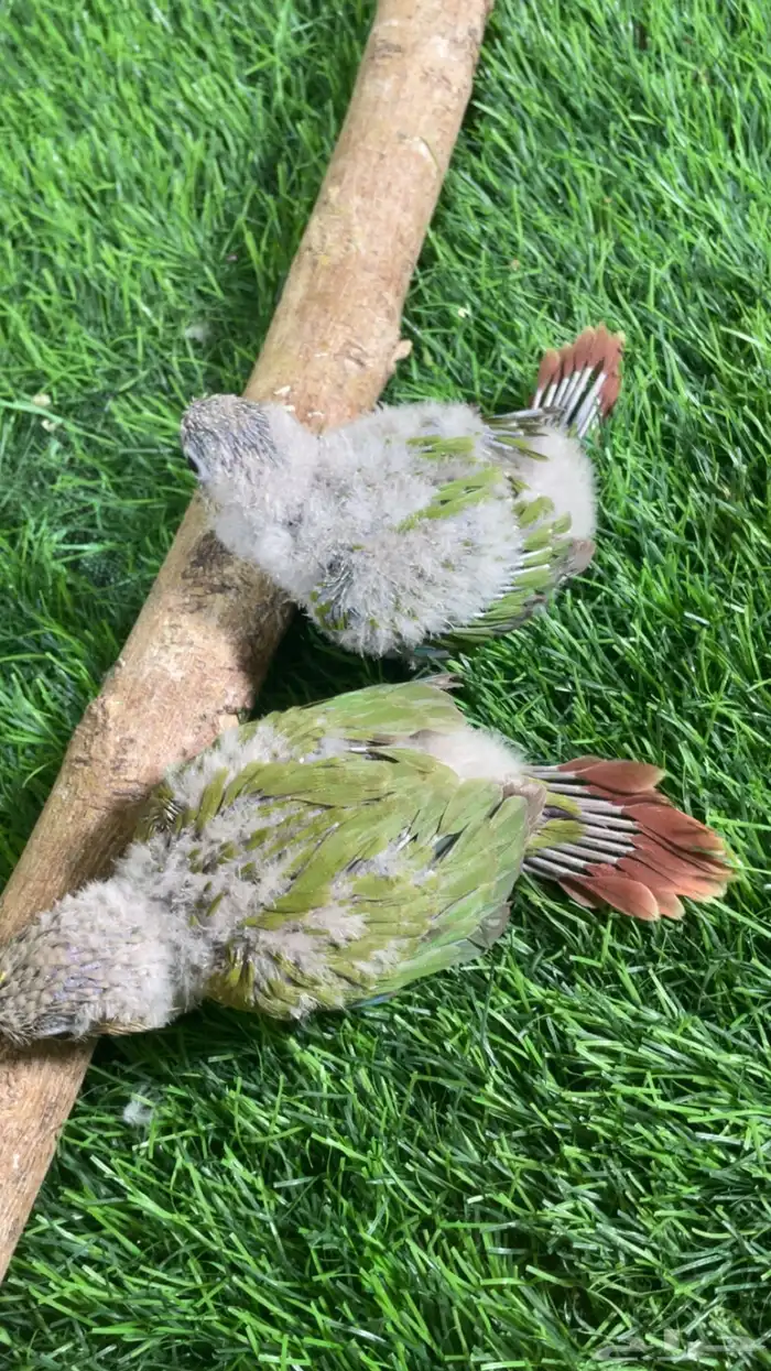 فروخ كنيور ( تم البيع ) 0