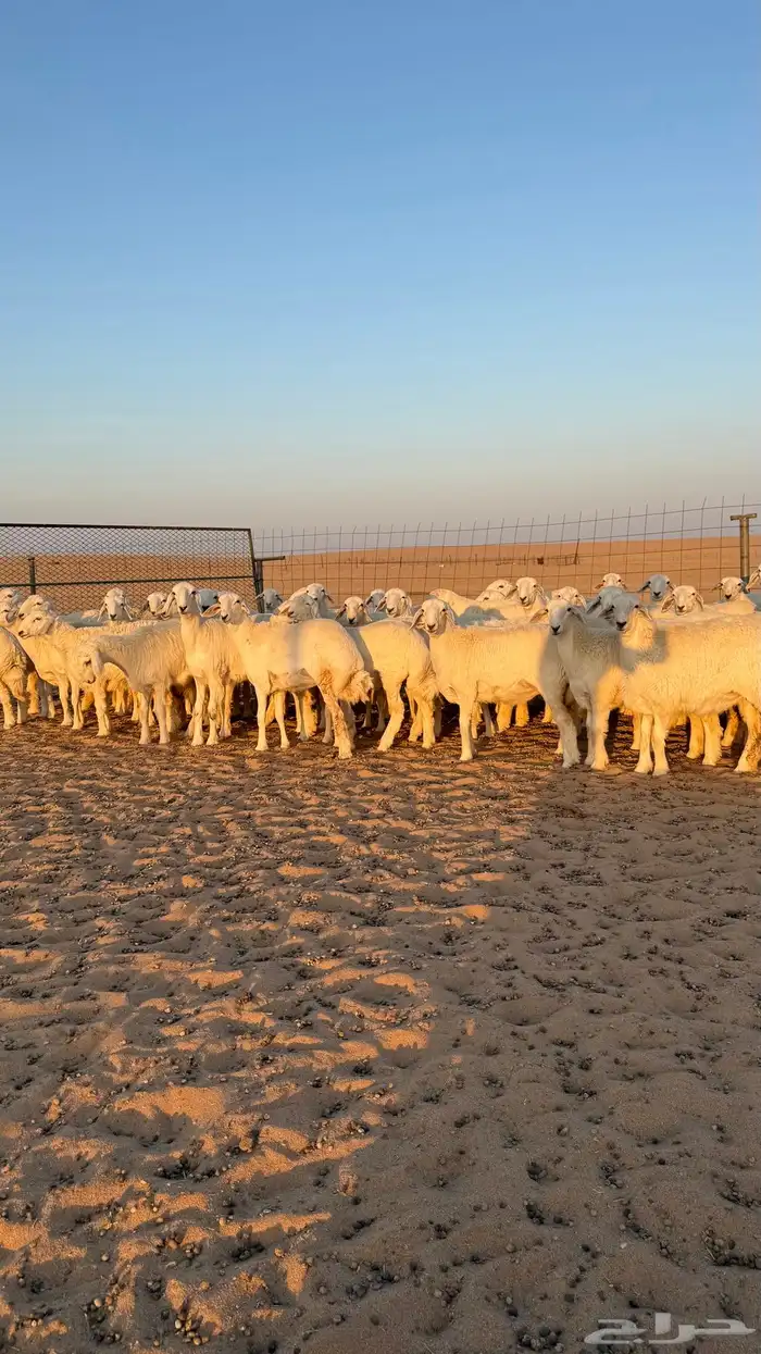 رخال جذعات حريات صنف فاخرر للي يبي الصنف 10