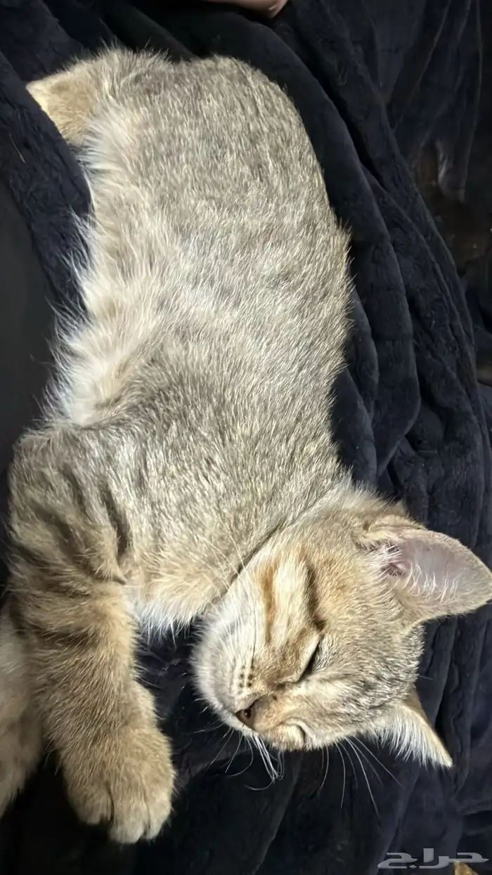 تبني قطوتين 3