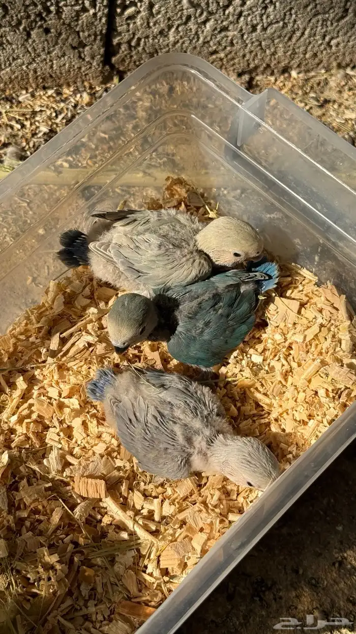 للبيع فروخ روز 0