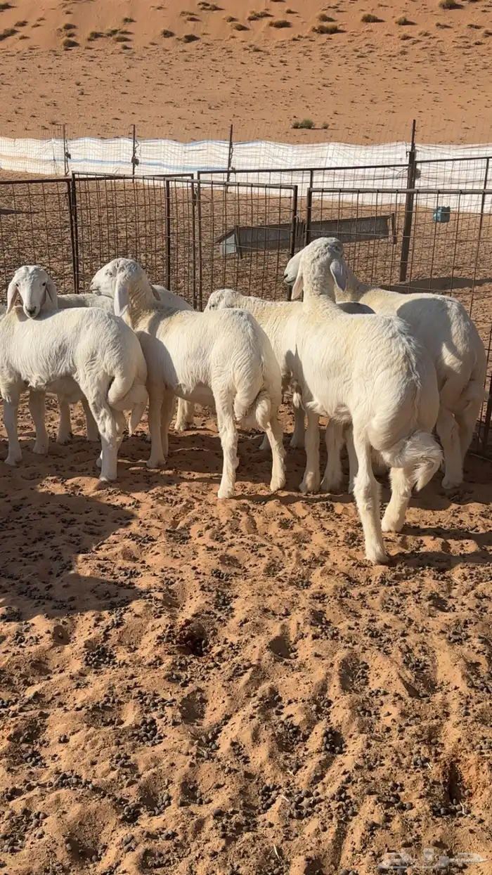 بهم حري هرافي 6