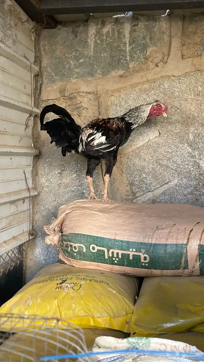 ديك باكستاني شباب للبيع 2