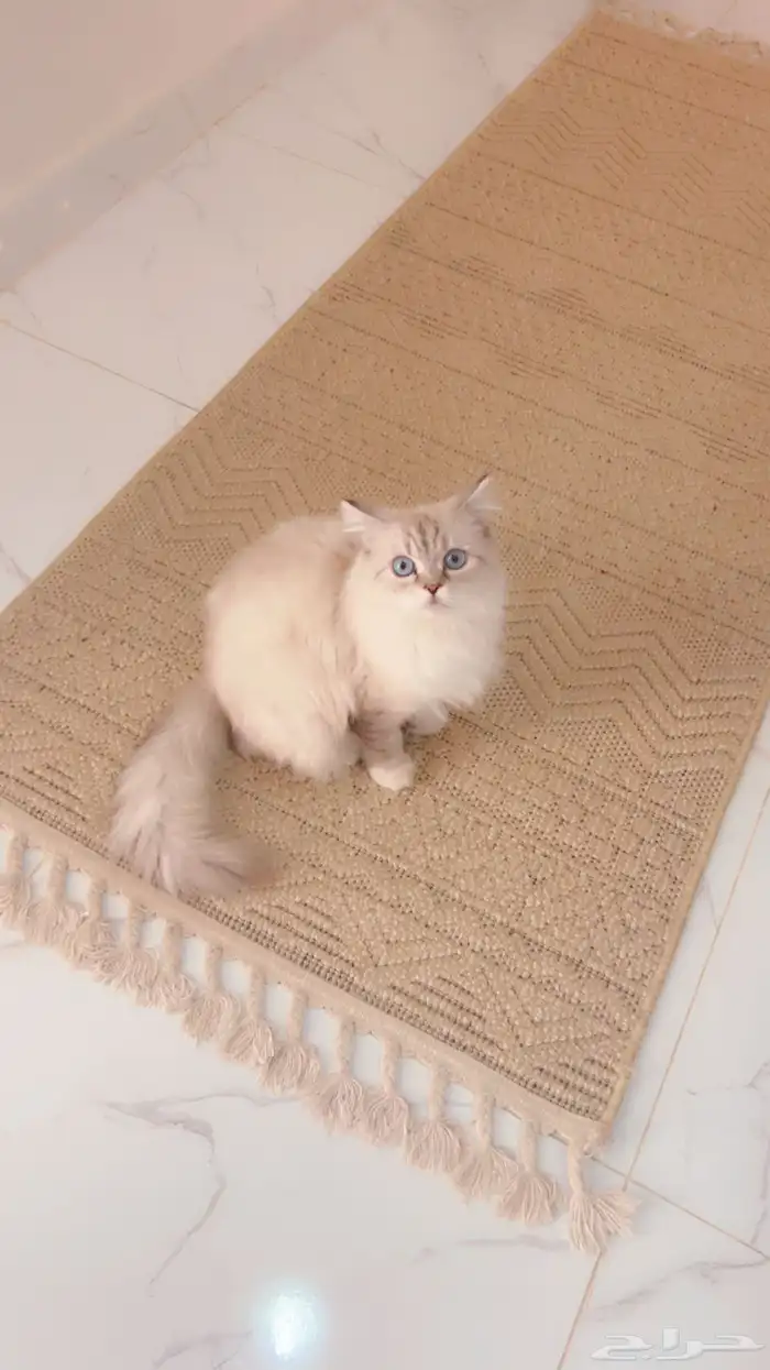 قطه شيرازي 0