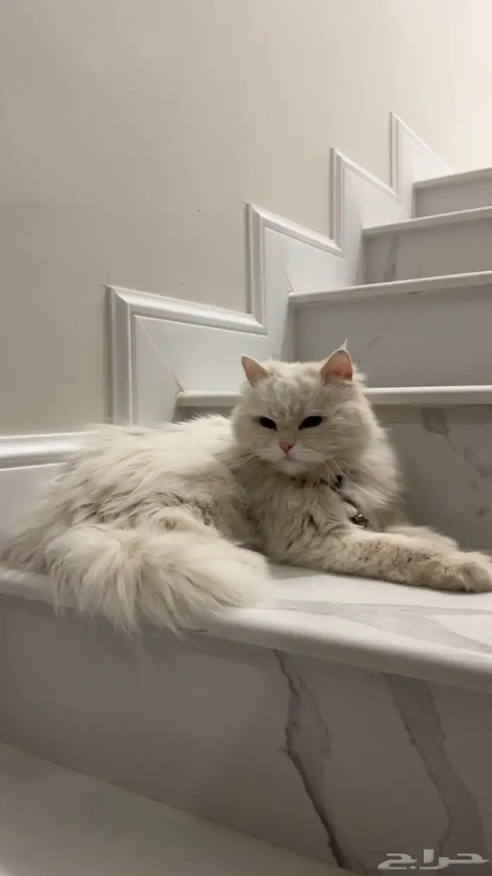 قطه بيضاء كبيره الحجم للبيع 1