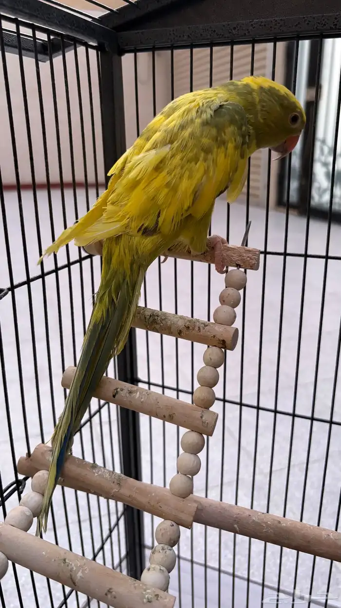 دره هولندي لون مميز ونادر 0