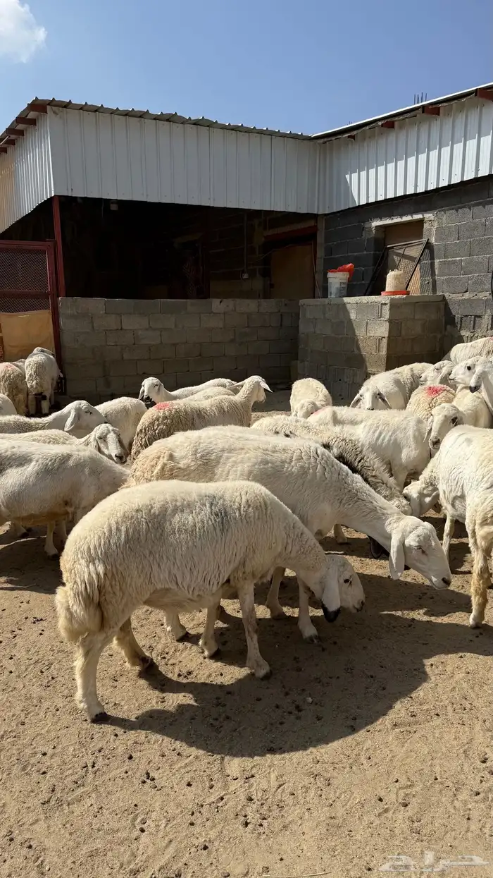 للبيع غنم حريات مراح واحد 18