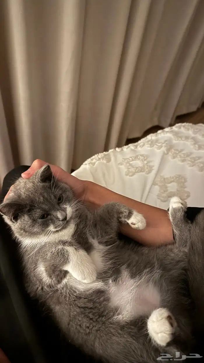 قط للتبني 10