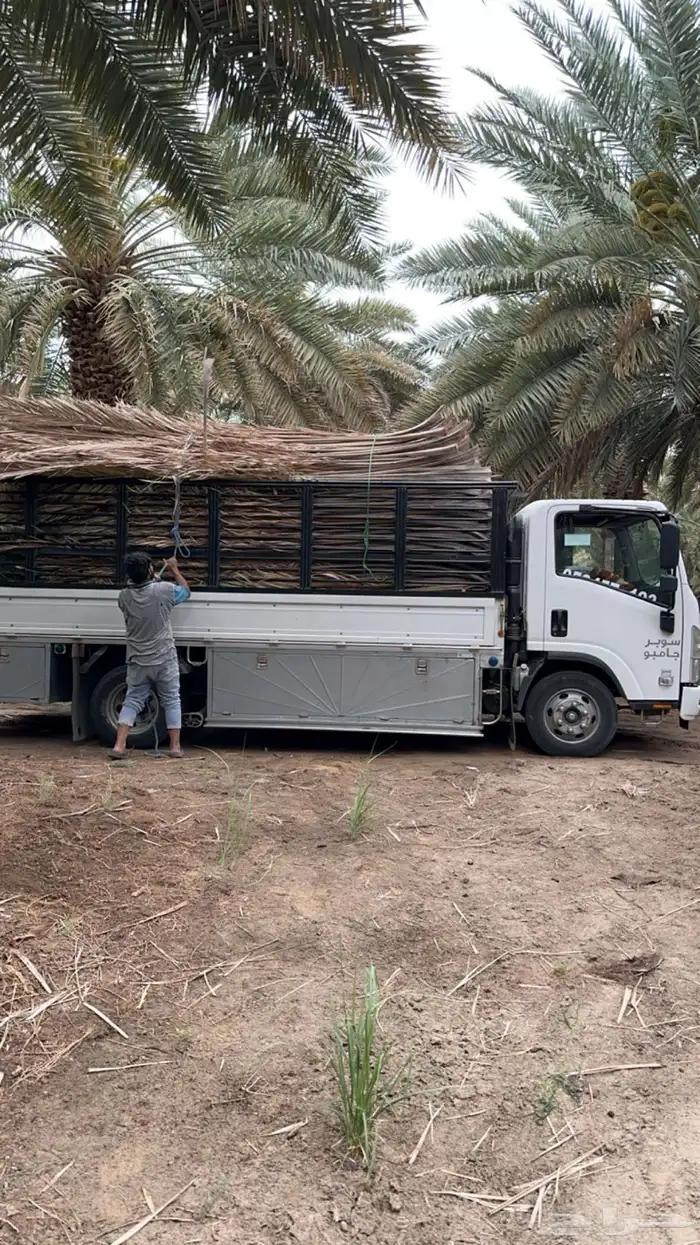 سعف نخل جريد نخل صريف للبيع يوجد توصيل لجميع المناطق 1