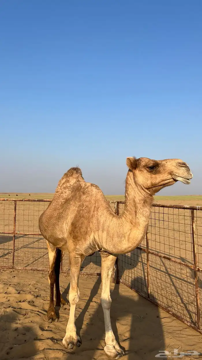 ناقة ساحليه كفو 4