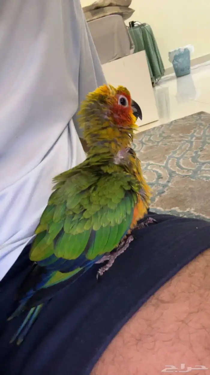 فرخ صن كنيور حجم حلو 2