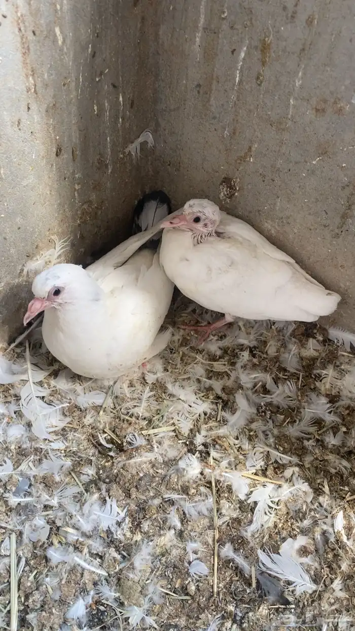 فراخة( حية)فرنسي زاجل وهندي ونجد العدد10 جواز 20 جوز 30 جوز 5