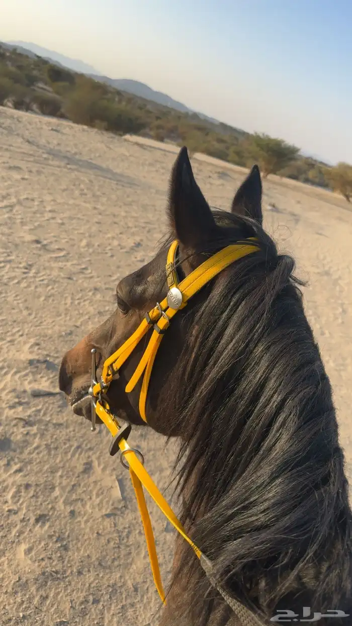 حصان شعبي جزيري ادهم يميل كوميت 0