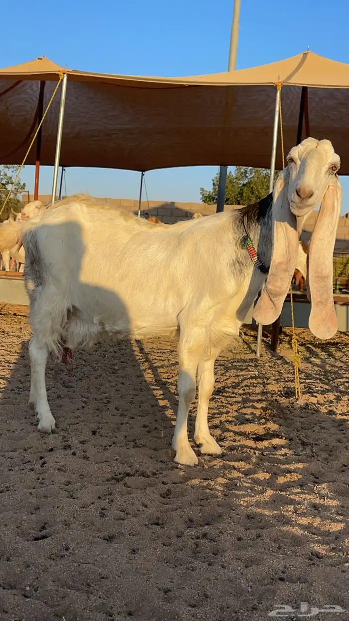 عنز هولنديه متبع 0