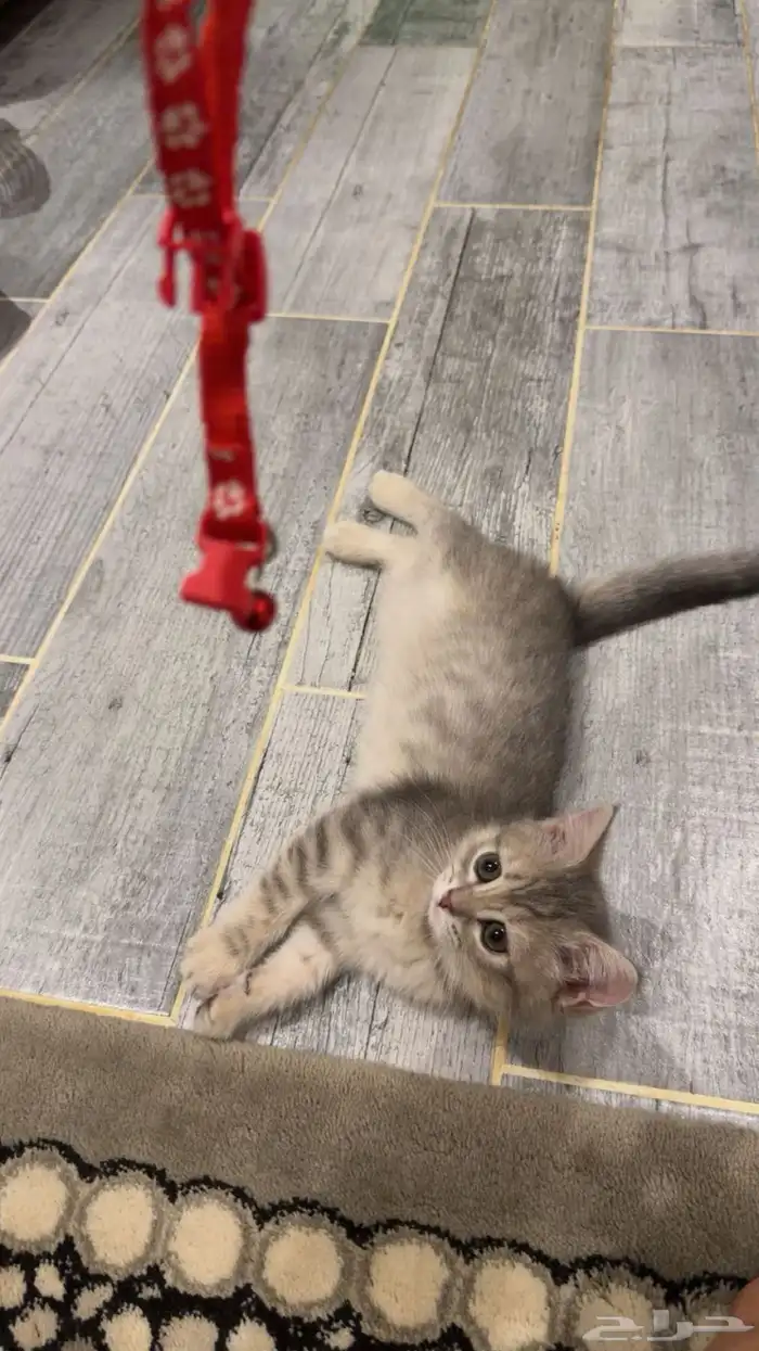 قطه صغيره للبيع 0