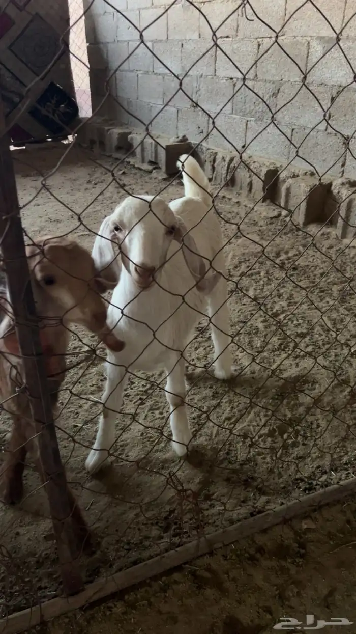 عنزين تحتها عناقين السن رباع والديد والصحه شرط 2