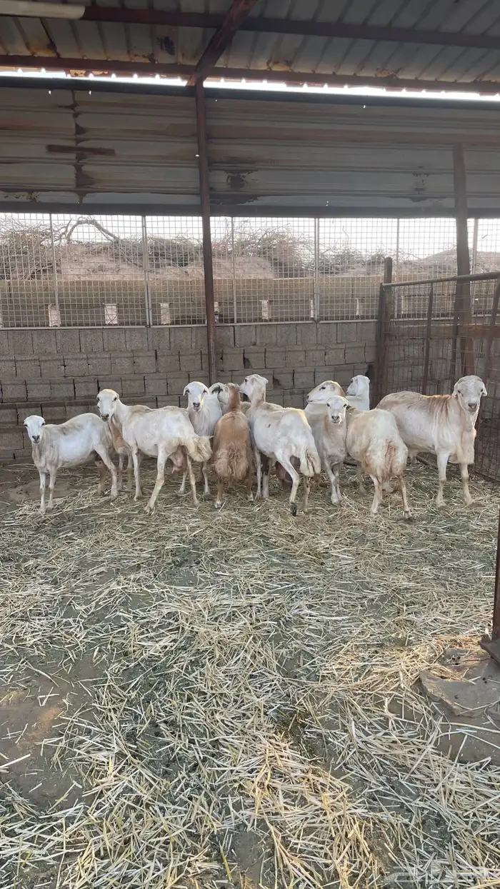 خرفان قهد للبيع التواصل واتس 1