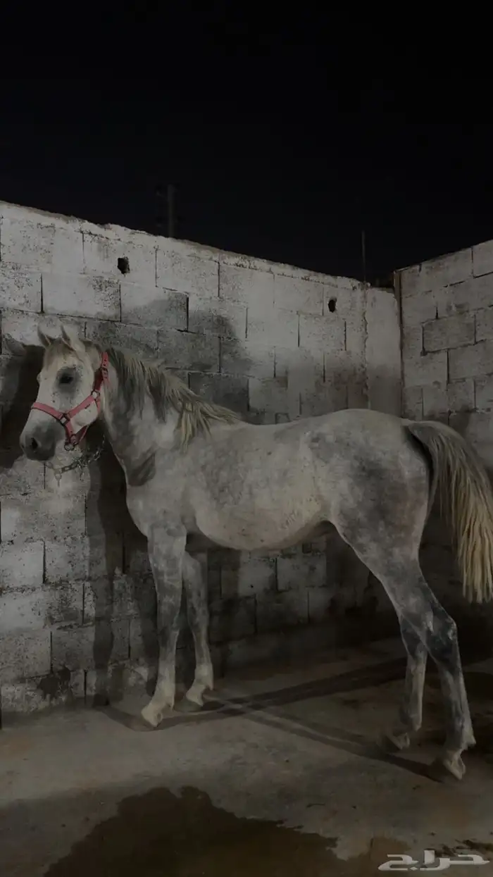 حصان جزيري شعبي 0