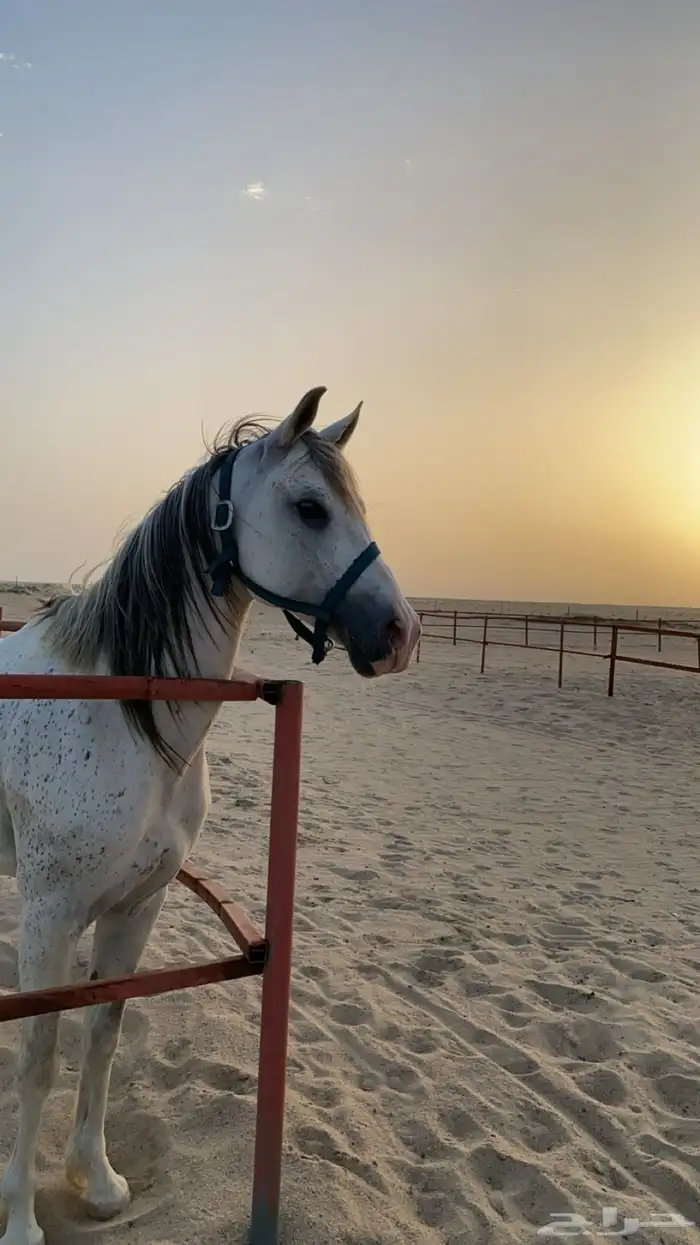 حصان جزيري بدون ورق 3